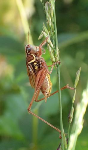 Roeseliana roeselii